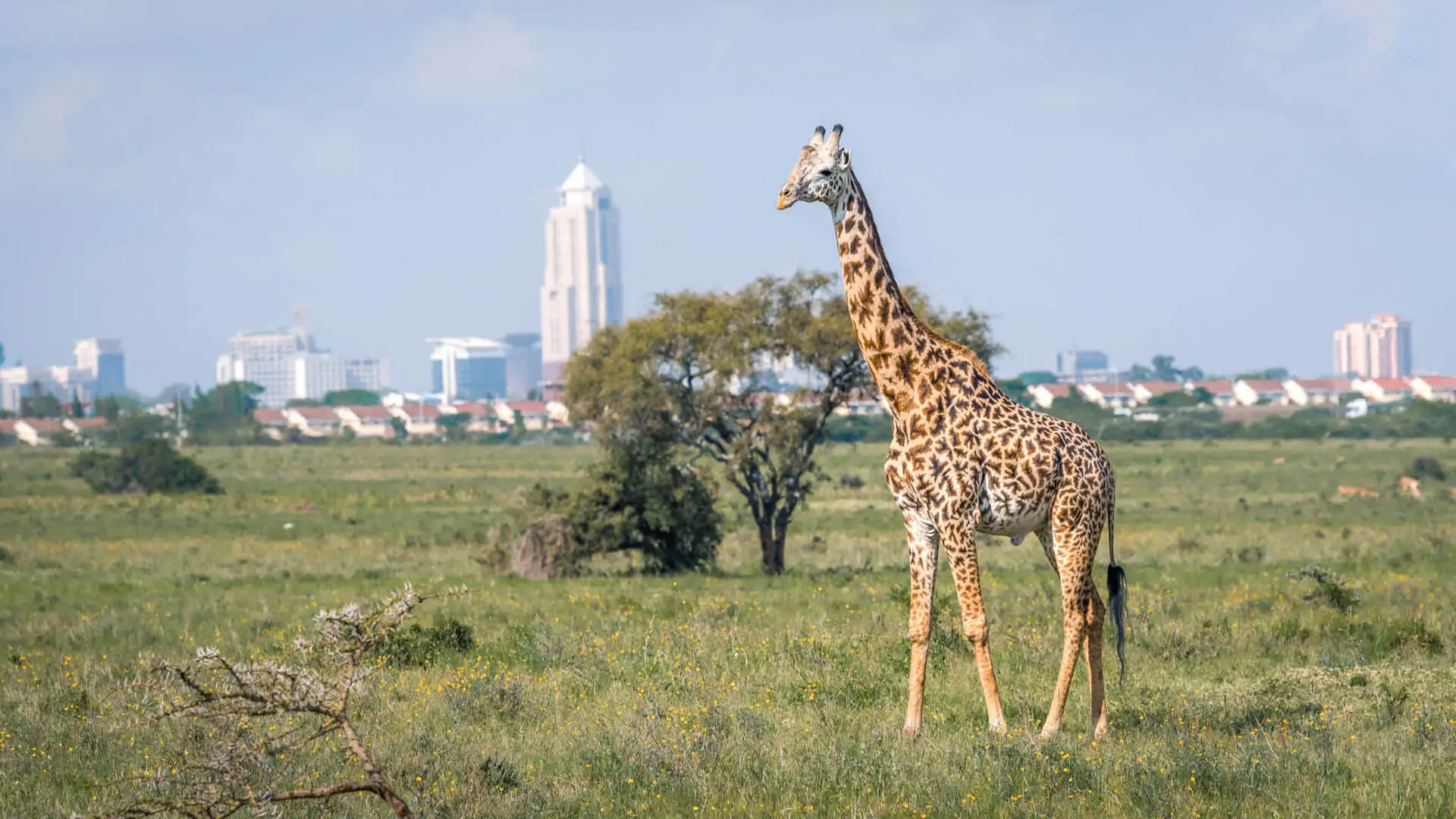 Asilia Africa Destinations Nairobi 1.jpg How to Get to Kenya: Flight guide Asilia Africa Destinations Nairobi 1.jpg How to Get to Kenya: Flight guide